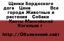 Щенки Бордоского дога › Цена ­ 60 000 - Все города Животные и растения » Собаки   . Ханты-Мансийский,Когалым г.